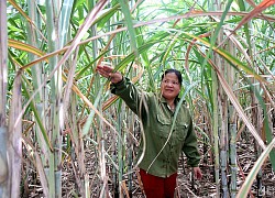 Công ty Cổ phần Mía đường Sông Con làm tốt việc phòng trừ sâu bệnh