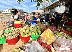 Đắk Lắk kêu gọi doanh nghiệp cấp đông sầu riêng trữ qua dịch