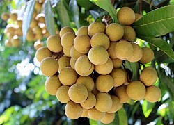 Doanh nghiệp xuất khẩu trái cây sang Trung Quốc cần kiểm soát chặt dịch hại từ gốc