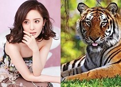 Tháng 12 âm: 4 con giáp gặt hái nhiều thành công, cuộc sống đổi vận rực rỡ