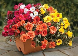 Trong ngày hôm nay 24/8: 3 con giáp nhận được lộc trời ban, sự nghiệp hanh thông, tiền tài vượng phát