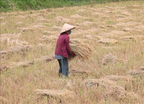 Bến Tre tập trung hỗ trợ nông dân thu hoạch lúa Hè Thu