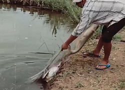 Quăng chài tóm gọn cá khủng