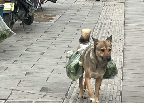 Chú chó hàng ngày đi chợ chở rau, lý do phía sau khiến CĐM nghẹn lòng