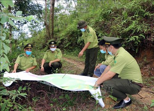 Giữ màu xanh cho những cánh rừng