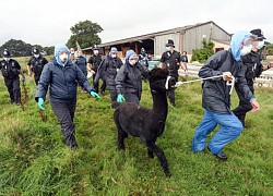 Lạc đà alpaca đen Geronimo bị tòa ở Anh tuyên án tử