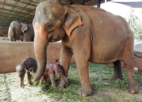 Voi sinh đôi ở Sri Lanka