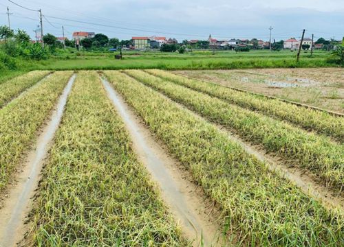 Nghệ An: Hơn 1000 héc-ta rau chết úng do ngập nước