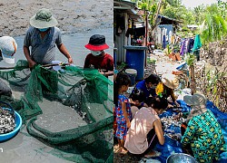 Thất nghiệp suốt 3 tháng do dịch Covid-19, nhóm công nhân mắc kẹt ở Sài Gòn ra đồng gặt lúa thuê, bắt cá mưu sinh