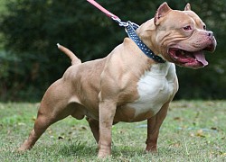 Cụ ông gốc Á bị hai chó pitbull tấn công giữa phố