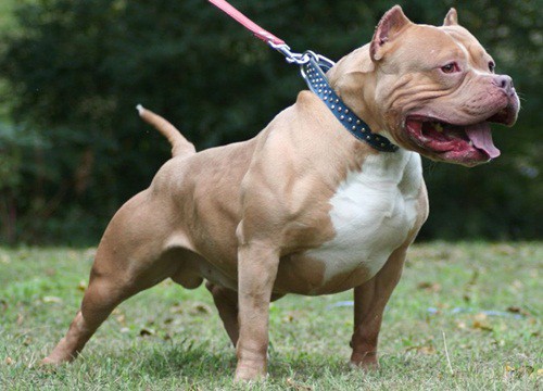 Cụ ông gốc Á bị hai chó pitbull tấn công giữa phố