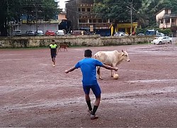 Trai làng khổ sở lấy bóng trong chân bò