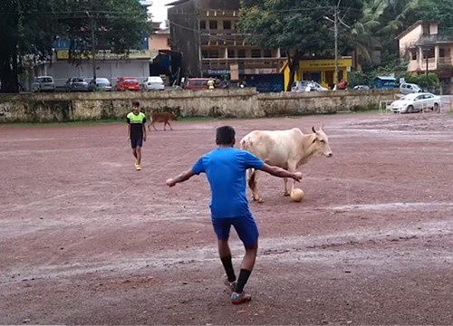 Trai làng khổ sở lấy bóng trong chân bò