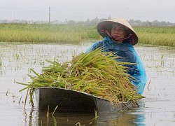 Các địa phương miền Trung hối hả "chạy bão" số 5