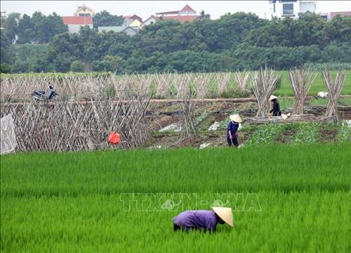 Hà Nội xây dựng 'vùng xanh' cung ứng nông sản