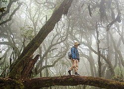 Khu rừng như trong 'cổ tích' tại ngay Việt Nam khiến nhóm đi rừng ngỡ ngàng - Đẹp như tranh vẽ!