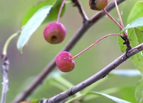 Loại táo nhỏ bằng viên ngọc trai