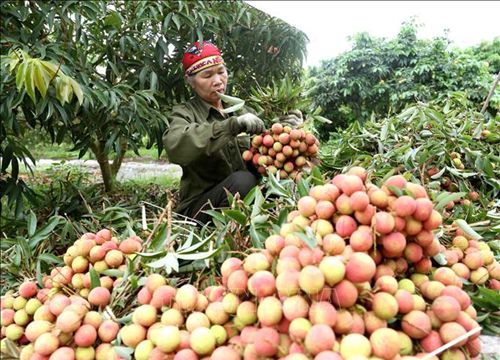 Thúc đẩy xuất khẩu hàng nông sản sang thị trường Trung Quốc