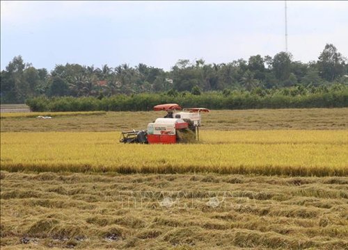 Tiền Giang liên kết tiêu thụ lúa Hè Thu 2021