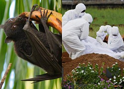 Virus Nipah nguy hiểm hơn cả Covid-19 đang bùng phát ở Ấn Độ