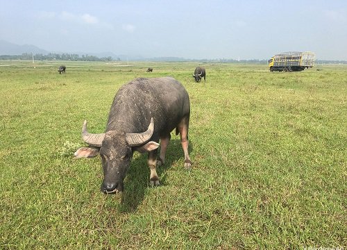 Cô gái đi chăn trâu với thần thái cực đỉnh, tiết lộ thành tích khiến dân mạng trầm trồ