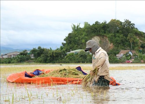 Dầm mình thu hoạch lúa 'chạy lũ'