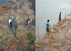 Giăng dây ngăn rạ trôi trong lũ