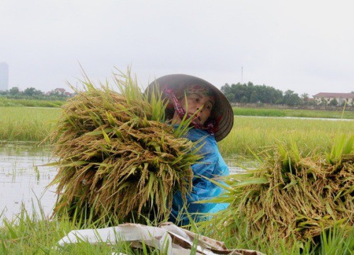 Nông dân bì bõm gặt lúa "chạy" bão