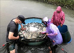 Theo dõi chặt chẽ diễn biến bão số 5 để chủ động ứng phó