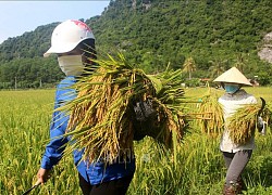 Ứng phó bão số 5: Các địa phương hối hả thu hoạch lúa