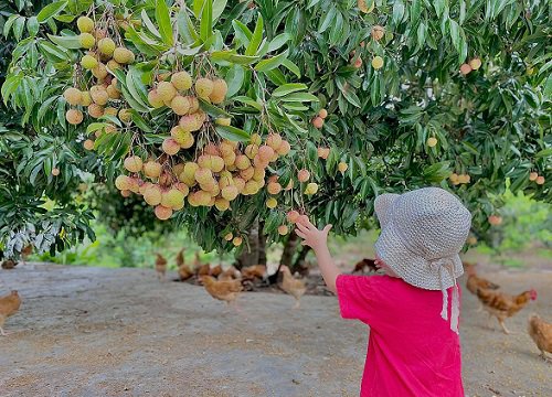 Khu vườn 200m phủ kín rau xanh, quả sạch không khác gì nông trại của mẹ đảm Quảng Ninh