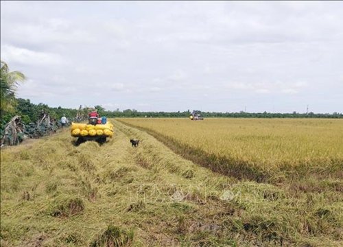 Đồng Tháp: Thu hoạch lúa an toàn trong điều kiện phòng dịch COVID-19