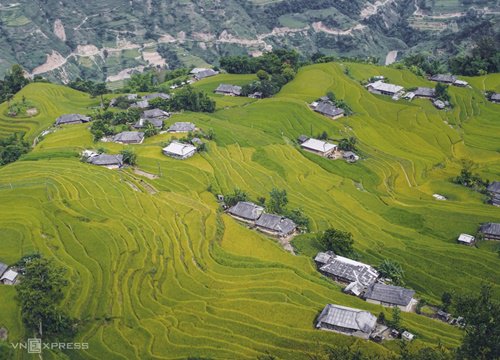 Bốn năm săn lúa chín của vợ chồng trẻ