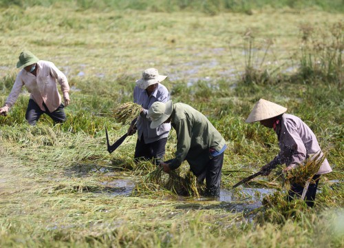 Nông dân gặt lúa sau bão Côn Sơn