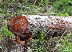 Vụ rừng bị "cạo trọc", kiểm lâm không hay: Khởi tố vụ án "hủy hoại rừng"