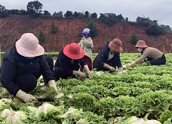 Nông sản trong nước ế, rau quả Trung Quốc vẫn nhập ồ ạt