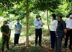 Cán bộ, đảng viên, nhân dân Ba Chẽ thay đổi tư duy thoát nghèo và làm giàu từ kinh tế rừng