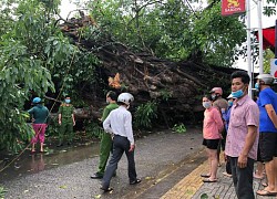 Cây đa 200 tuổi ở Quảng Ngãi bật gốc, ngã đổ đè chết người đi đường