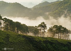 Đồi thông như 'Đà Lạt thu nhỏ' ở Cao Bằng