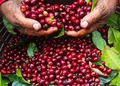 Giá cà phê hôm nay 19/9: Robusta thiết lập mức cao 4 năm mới, hai yếu tố vững chắc hỗ trợ giá cà phê thế giới