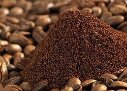 Giá cà phê hôm nay 20/9: Giá robusta có thể có điều chỉnh trong tuần này?