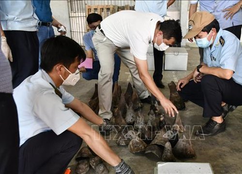 Gia tăng tình trạng quảng cáo, rao bán sừng tê giác qua mạng