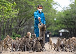 Khu du lịch Vàm Sát, Đảo khỉ ở Cần Giờ sẵn sàng đón khách