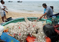 Ngư dân Bà Rịa - Vũng Tàu đi đánh cá theo ngày chẵn lẻ