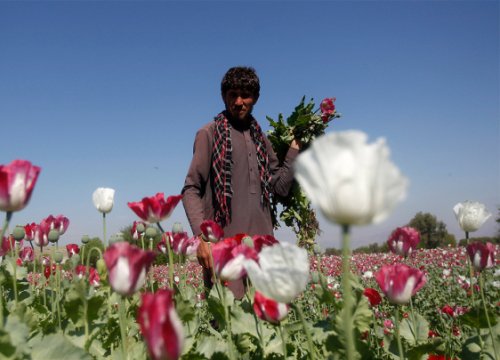 Ấn Độ bắt gần ba tấn heroin từ Afghanistan