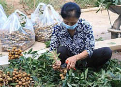 Chưa bao giờ buồn như năm nay: Nhãn Hưng Yên mất mùa, giá rẻ hơn rau