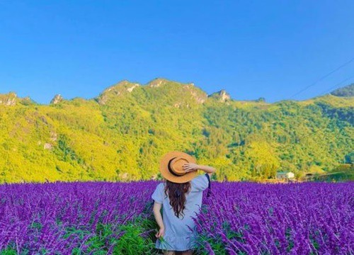 Mê mẩn trước vườn hoa lavender ở Sa Pa