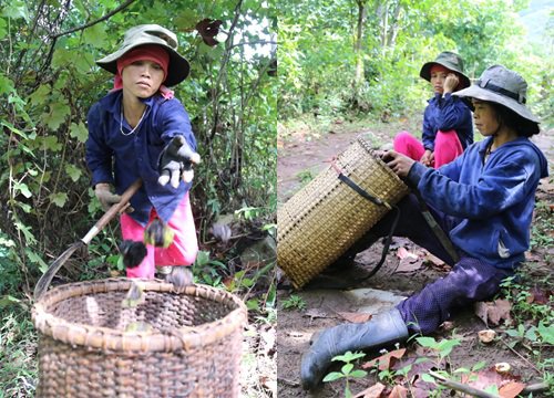 Mùa nhặt trẩu rừng