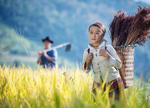 Tuyên Quang triển khai Chương trình phòng ngừa, giảm thiểu lao động trẻ em