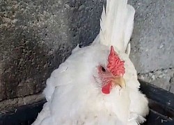 Cảm động: Câu chuyện mèo mẹ nhờ gà mái chăm sóc 3 đứa con